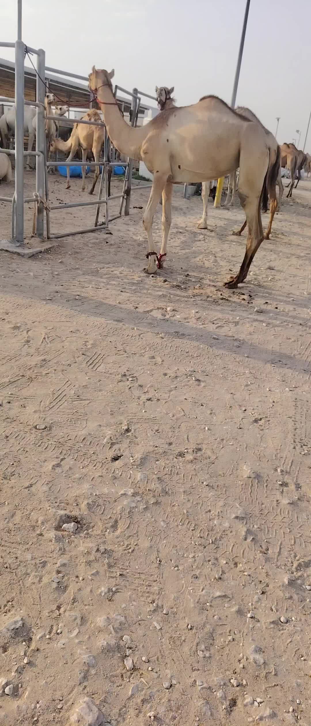 للبيع بكرا لقيه - 2