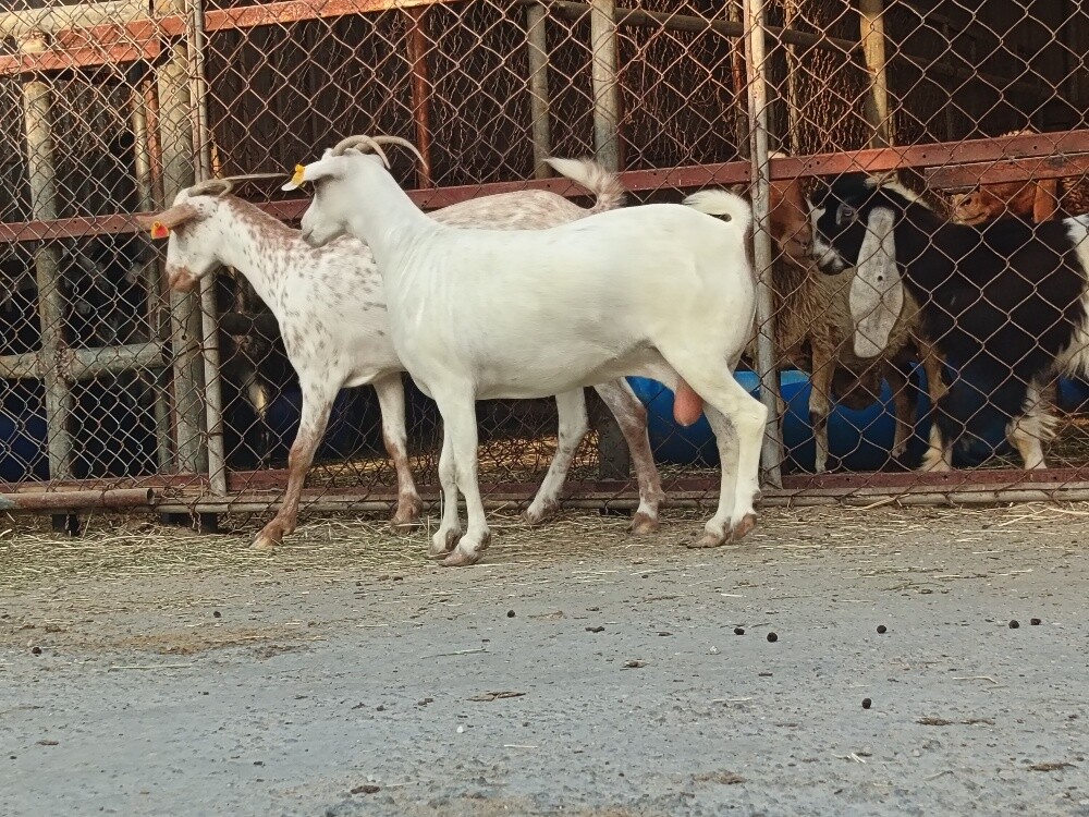 للبيع معزا عمانيات طيبه - 1