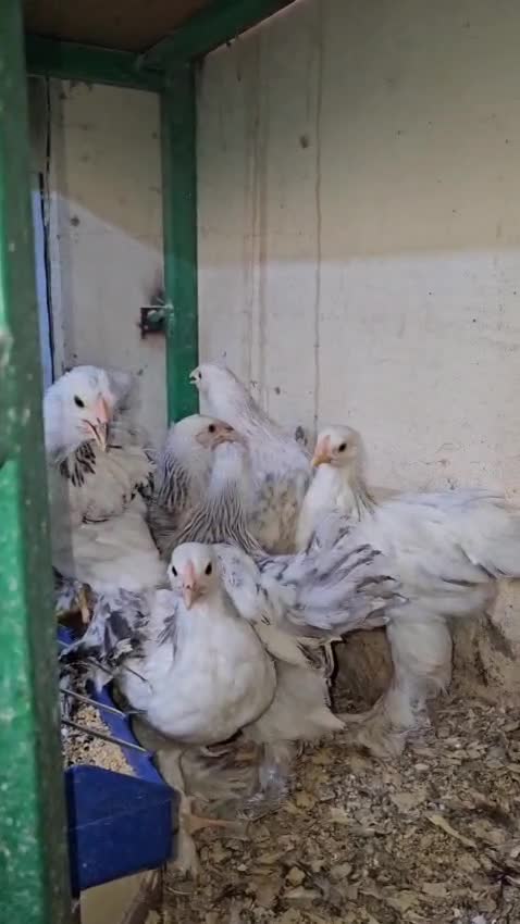 Brahma Light age 50 days - 1