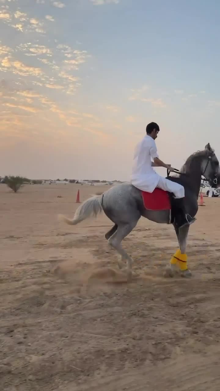 حصان عربي ريس - 1