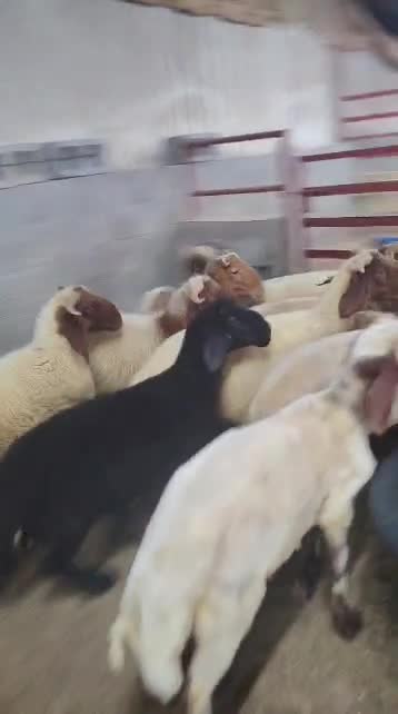 خرفان سمان فل - 1