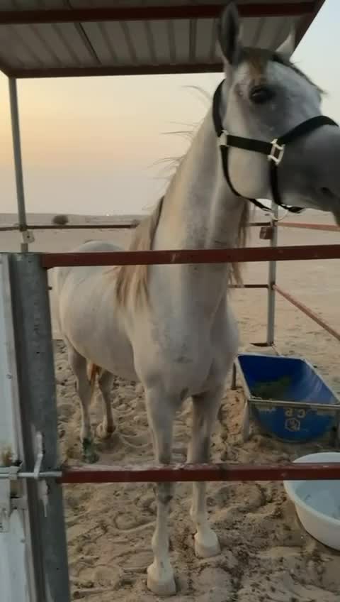 حصان عربي اصيل معه جواز - 2