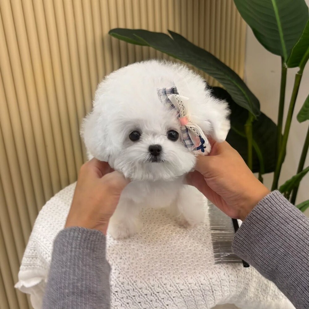 Toy Poodle puppy Contact 55873920 - 3