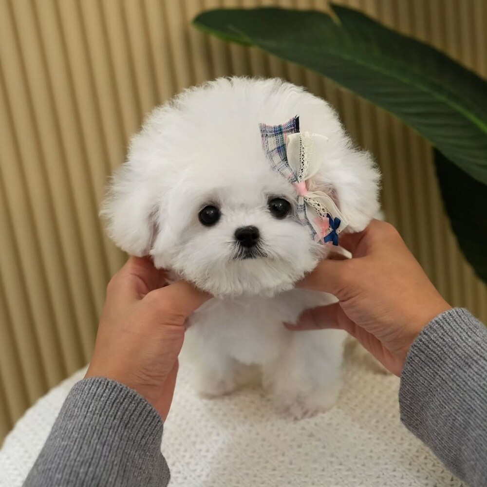 Toy Poodle puppy Contact 55873920 - 1