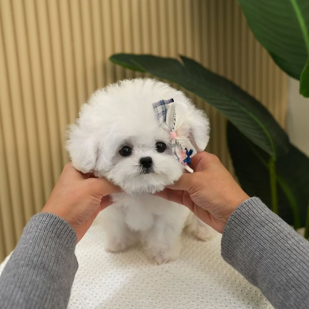 Toy Poodle puppy Contact 55873920 - 2