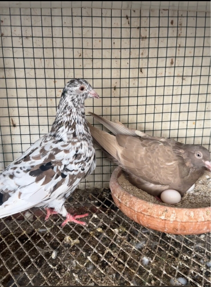 2 Zajel almond pairs - 3