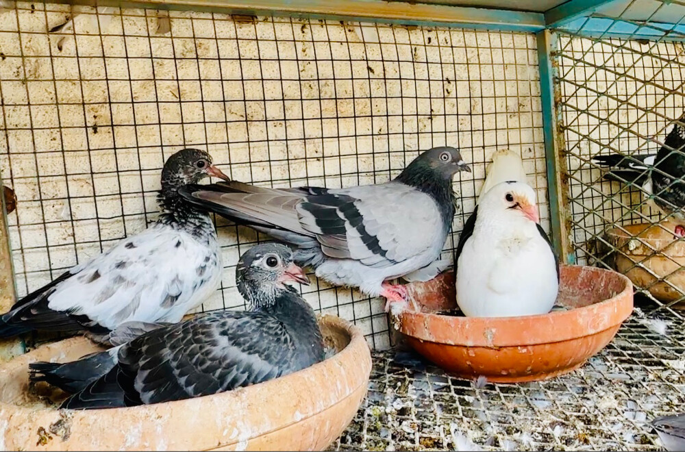 جوز مع فرخين - 1
