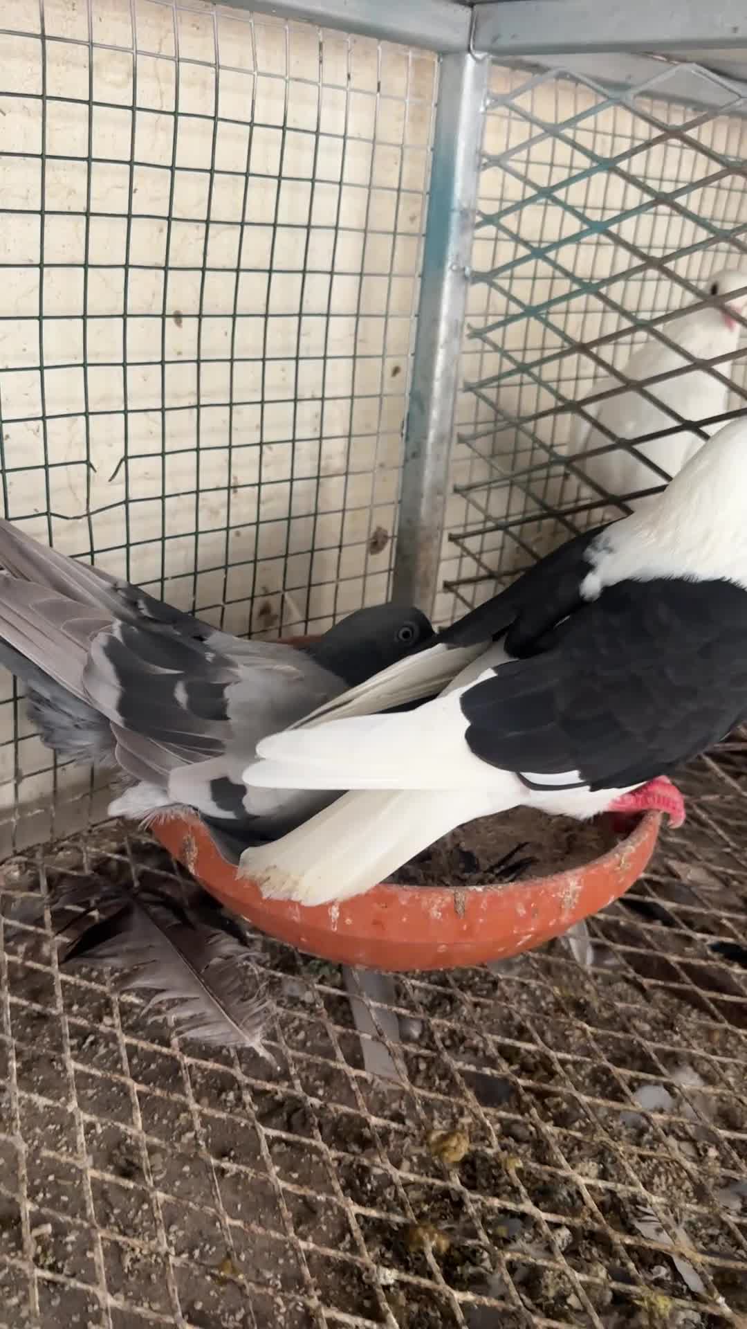 جوز مع فرخين - 2