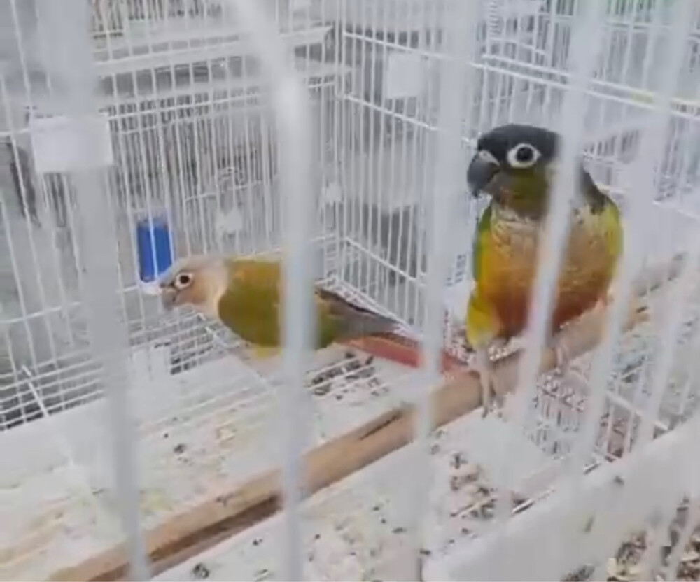 Conure Pairs - 2