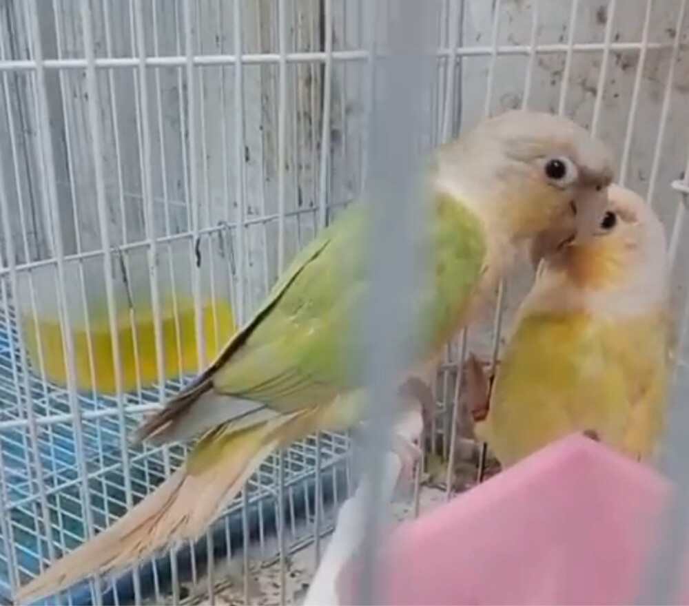 Conure Pairs - 3