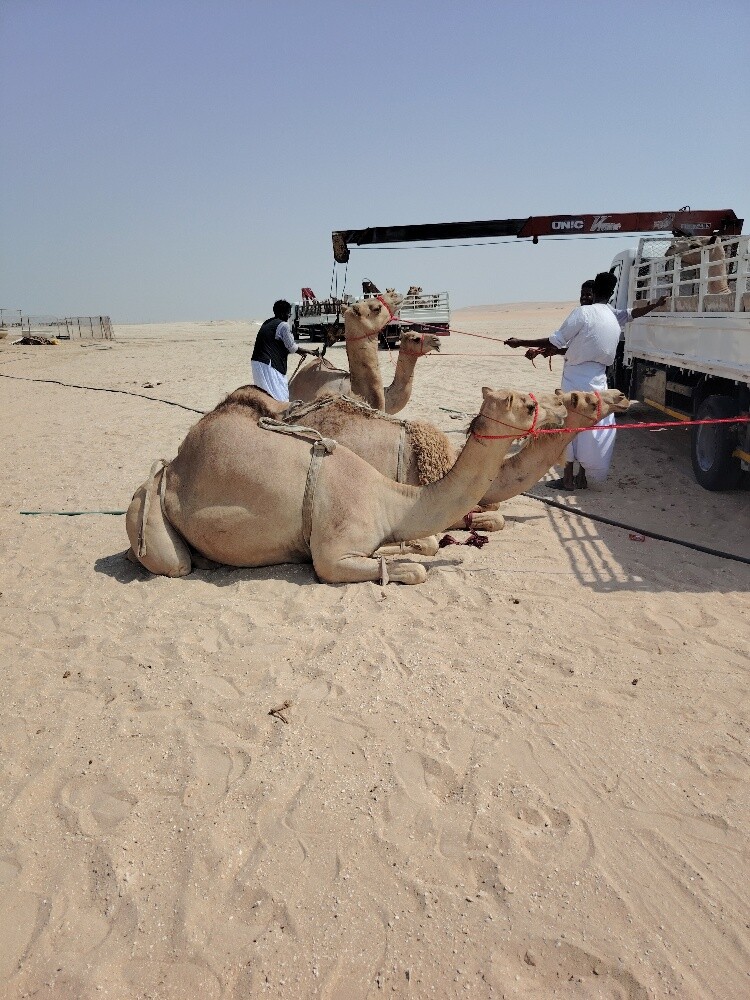 للبيع ابل جمله - 1