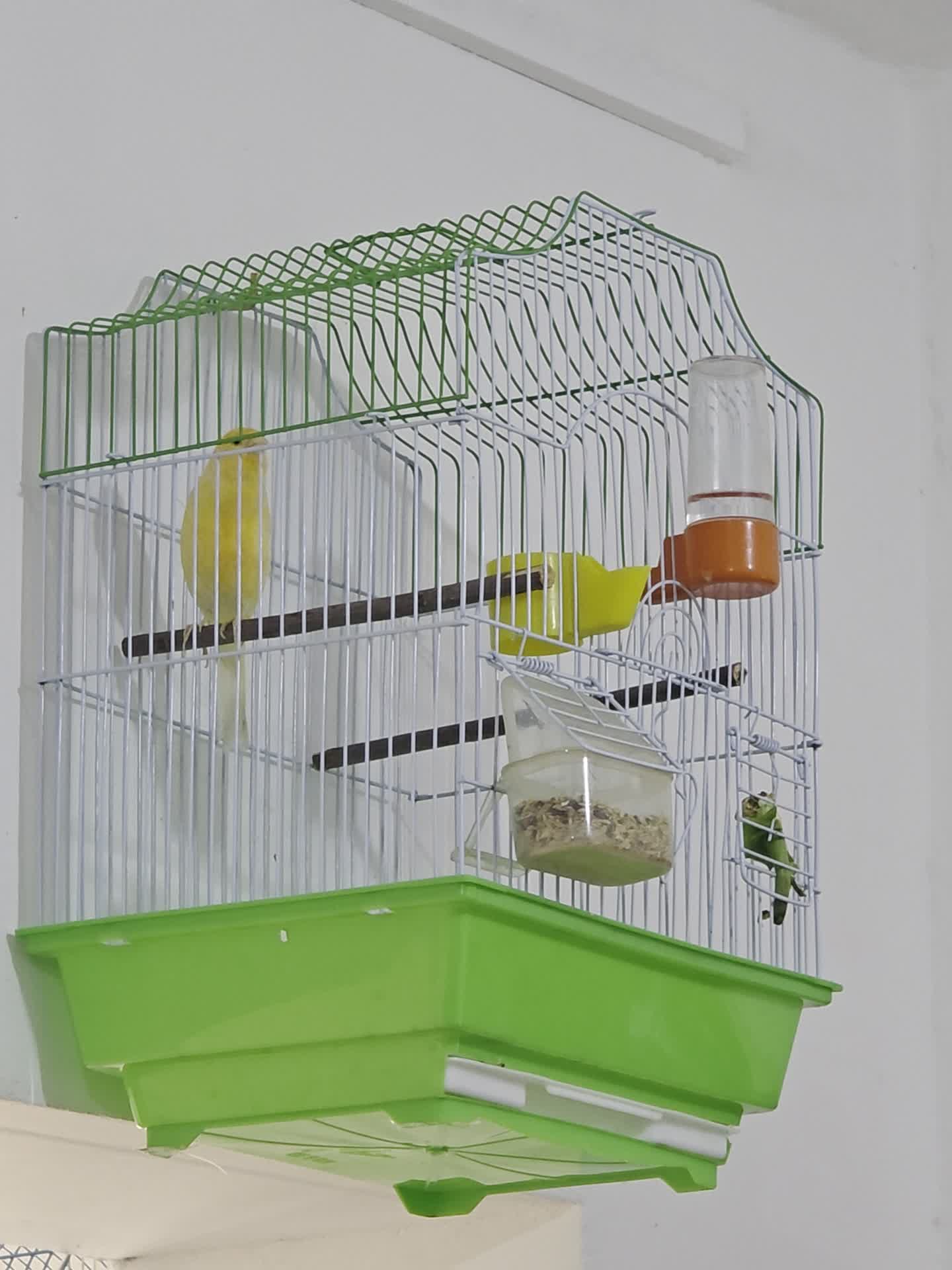 Canary Male Orange ready - 1