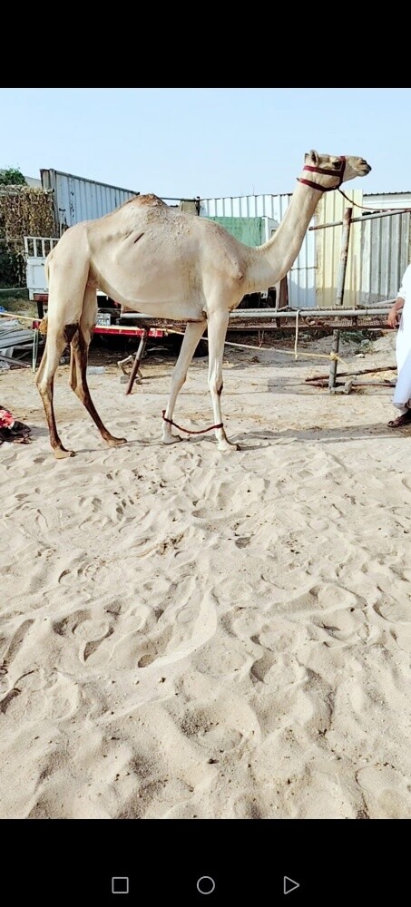 بكره جدعه مهجنه - 1