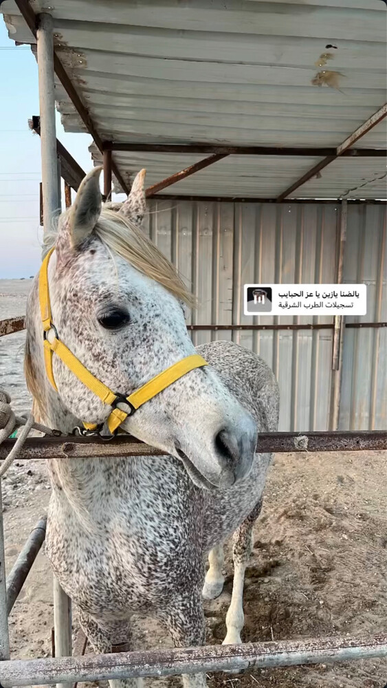 حصان عربي اصفر - 3