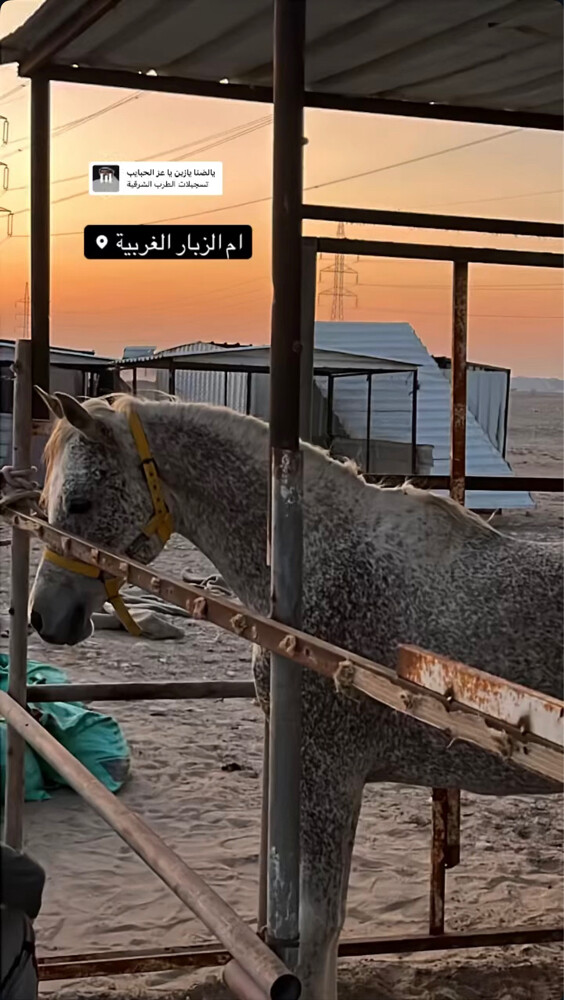 حصان عربي اصفر - 2