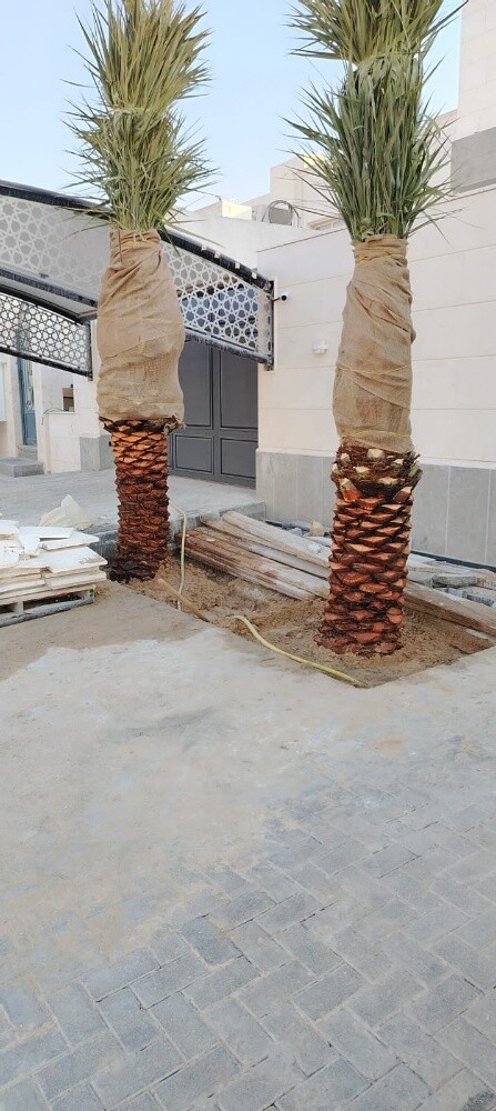 نخل - 1