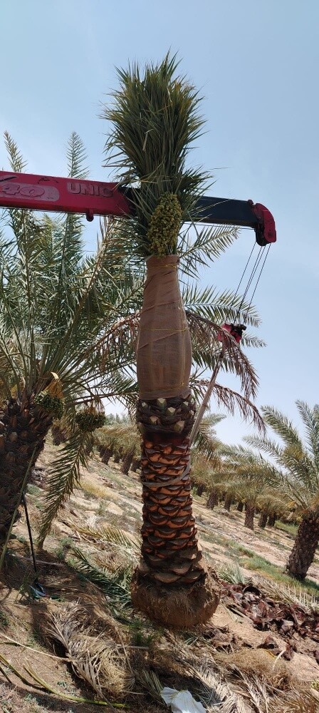 نخل - 2