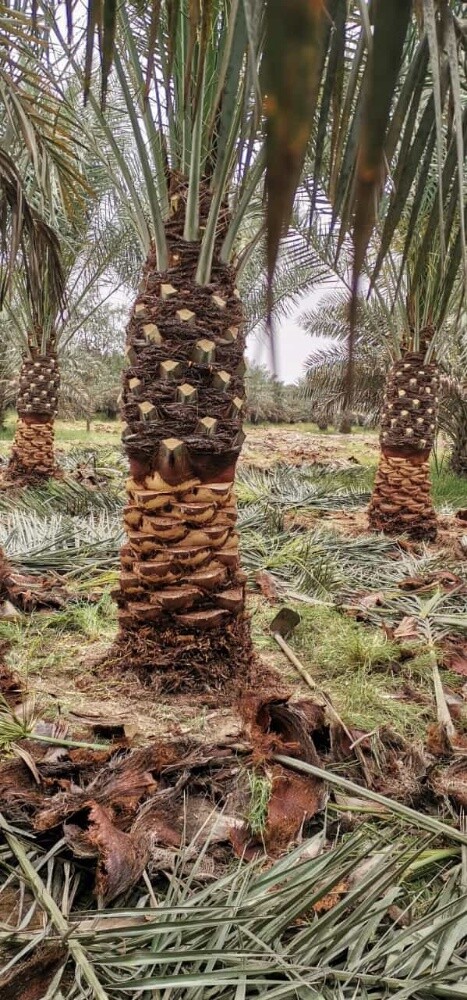 نخل - 5