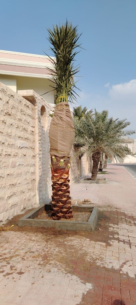 نخل - 3