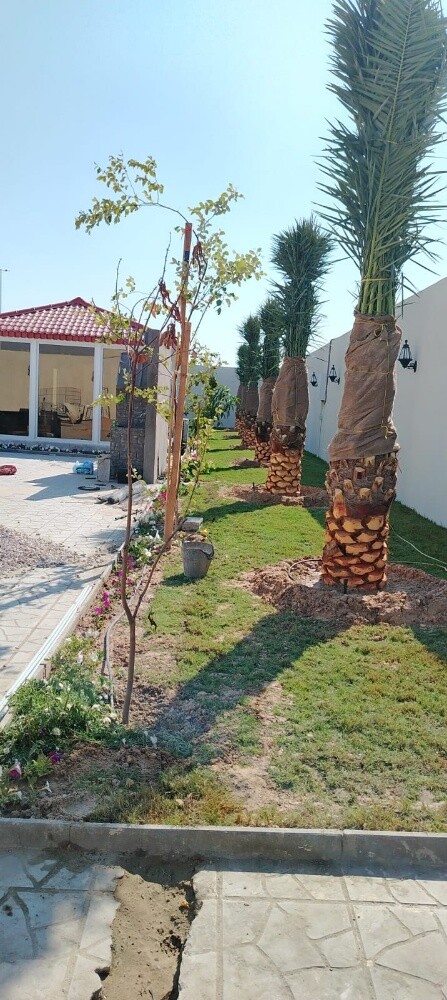 نخل - 4