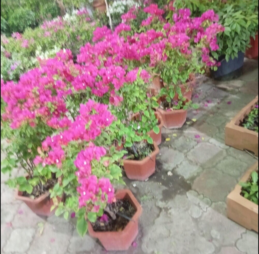 ونكه - 4