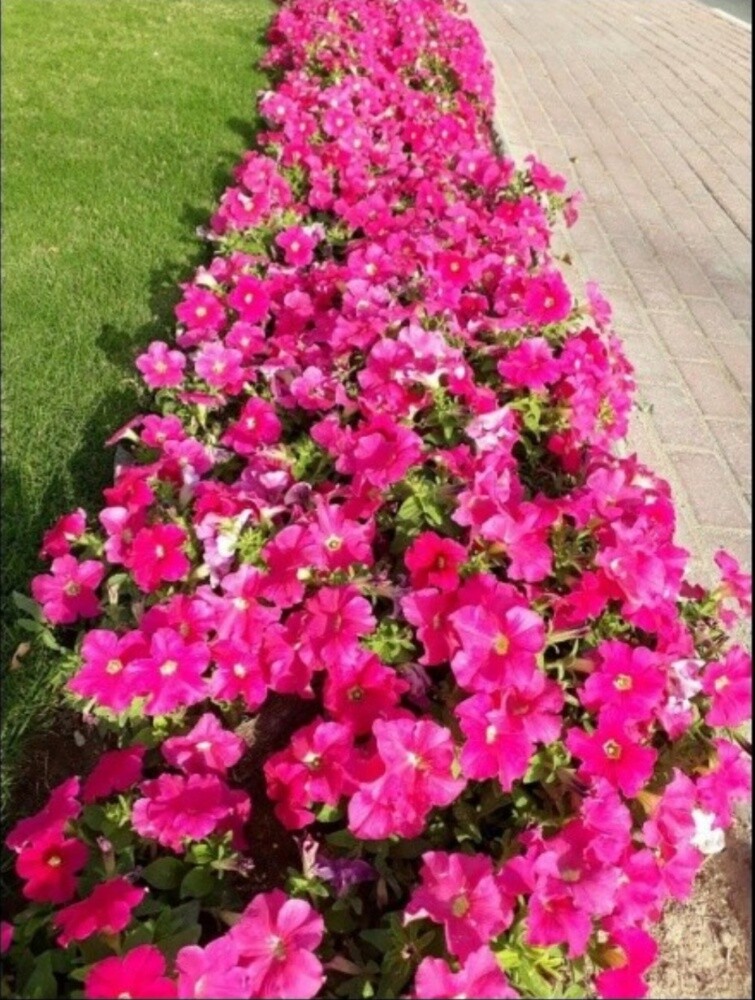 ونكه - 1