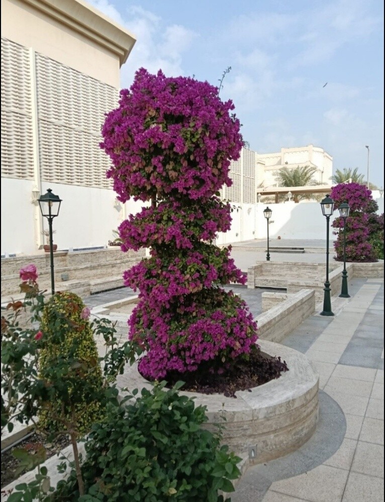 ونكه - 6