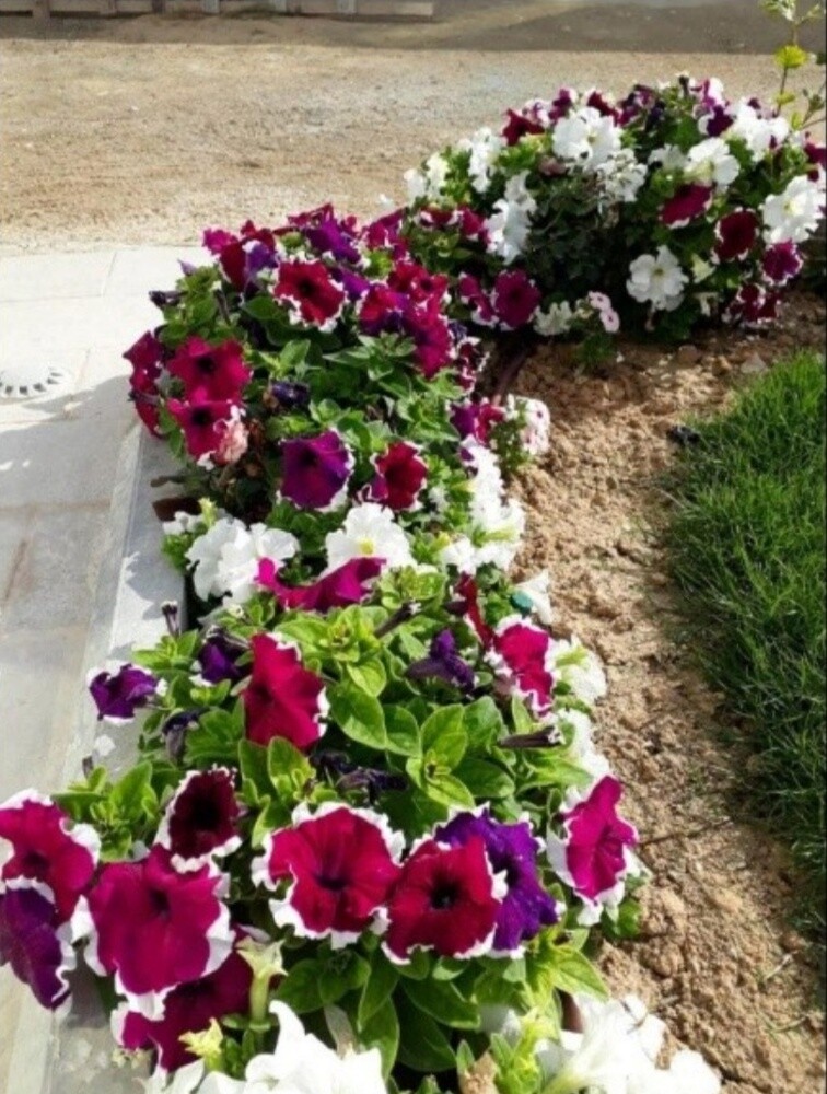 ونكه - 3