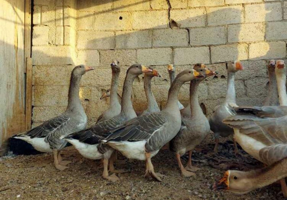 للبيع وز - 1