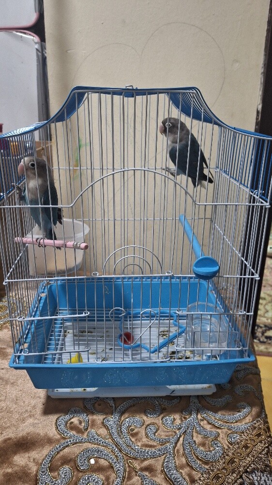 جوز روز - 2