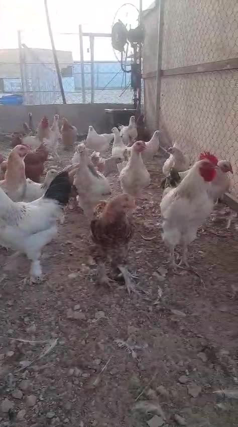 دجاج براهما بياض مع فقاسة ايطالية - 1