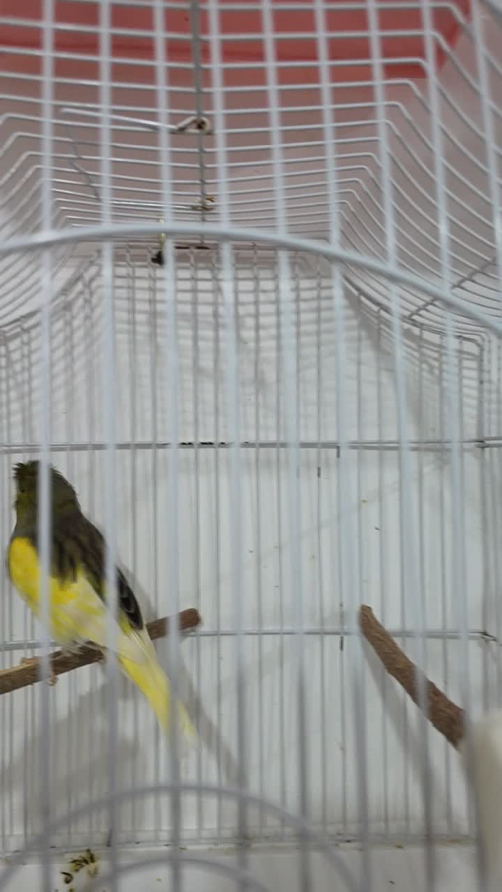 Canary Male Panache - 1