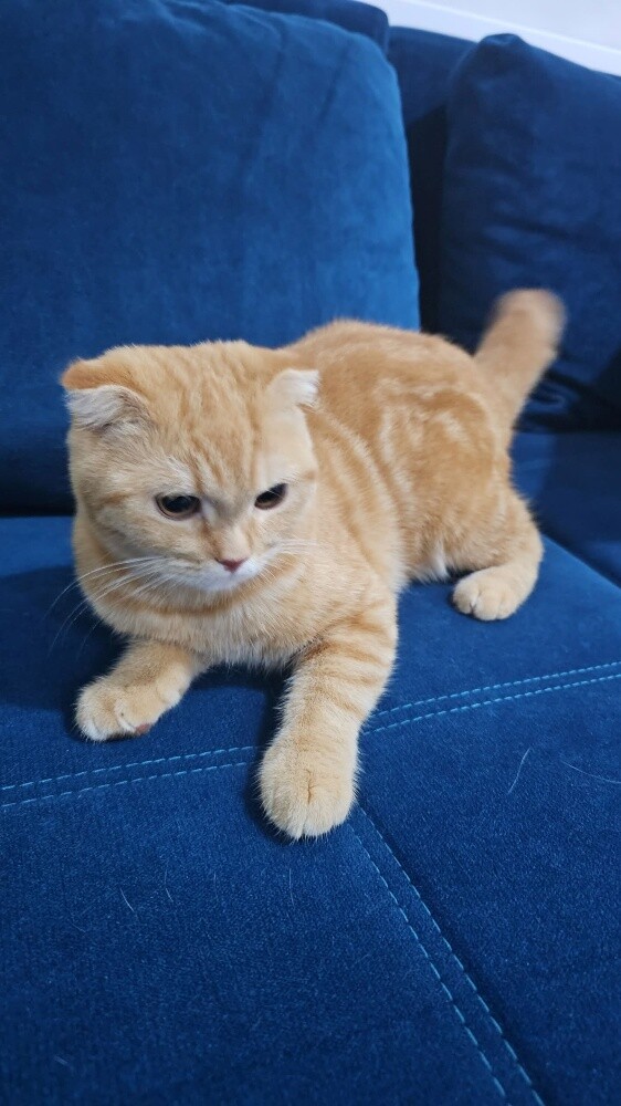 Scottish Cats (Fold and Straight) - 3