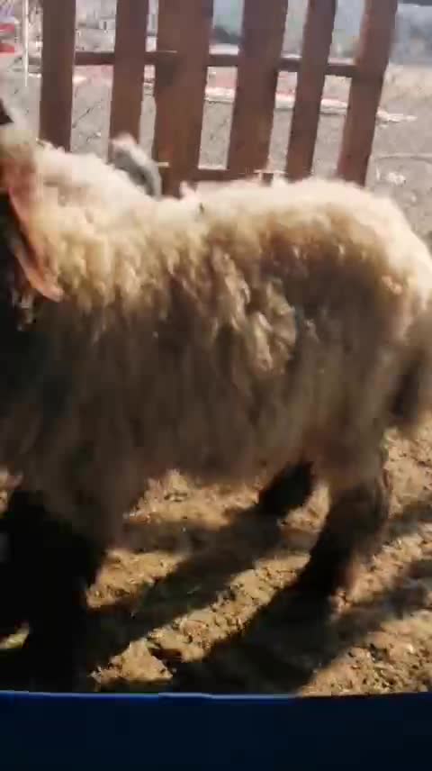 جمده عمانيه طيبه ماشاءالله - 1