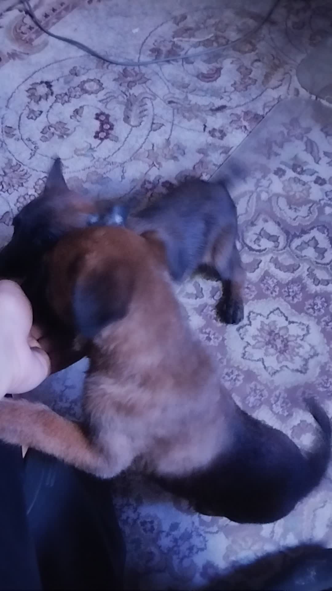Purebred Malinois puppies - 3