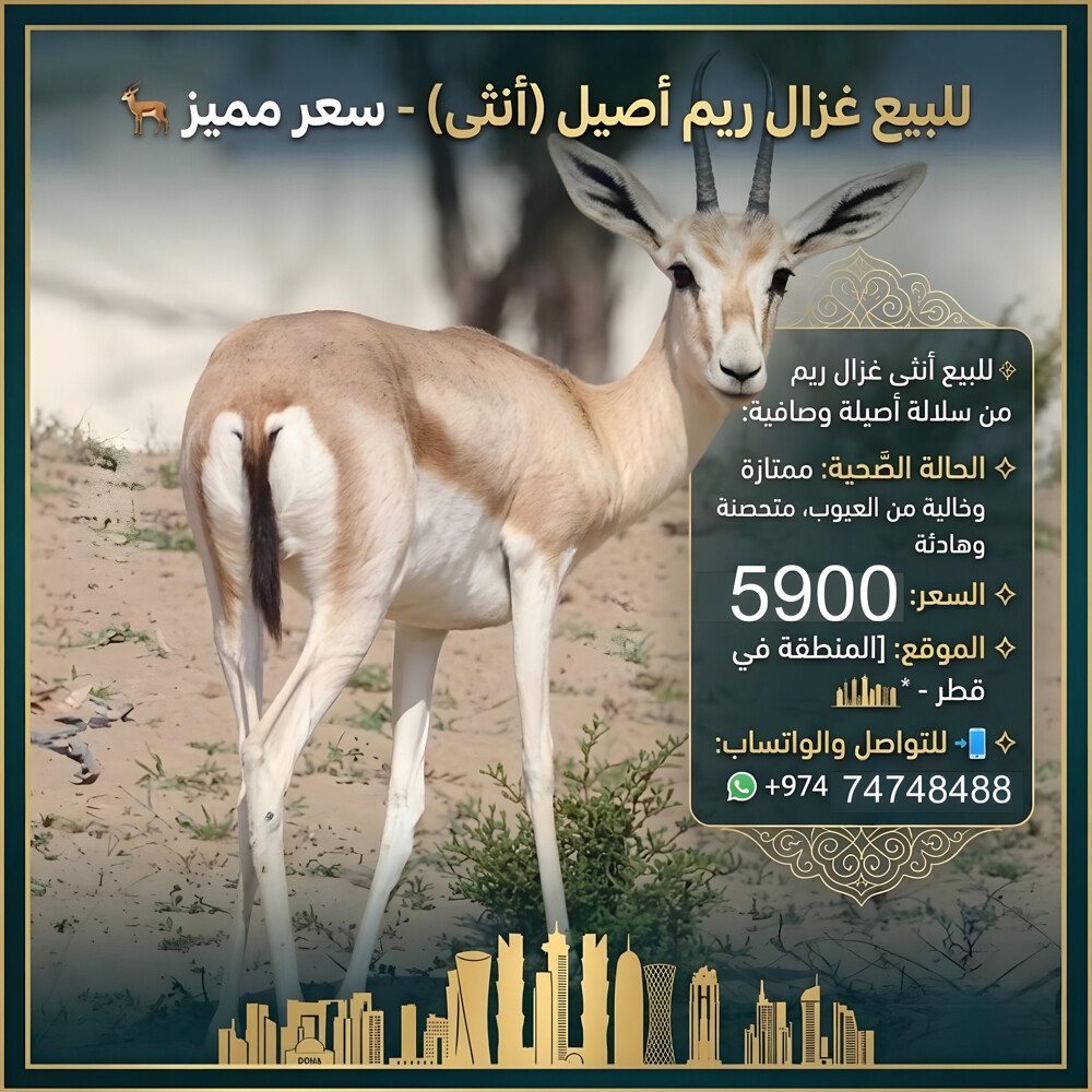 Deer gazahl Al reem girl - 1