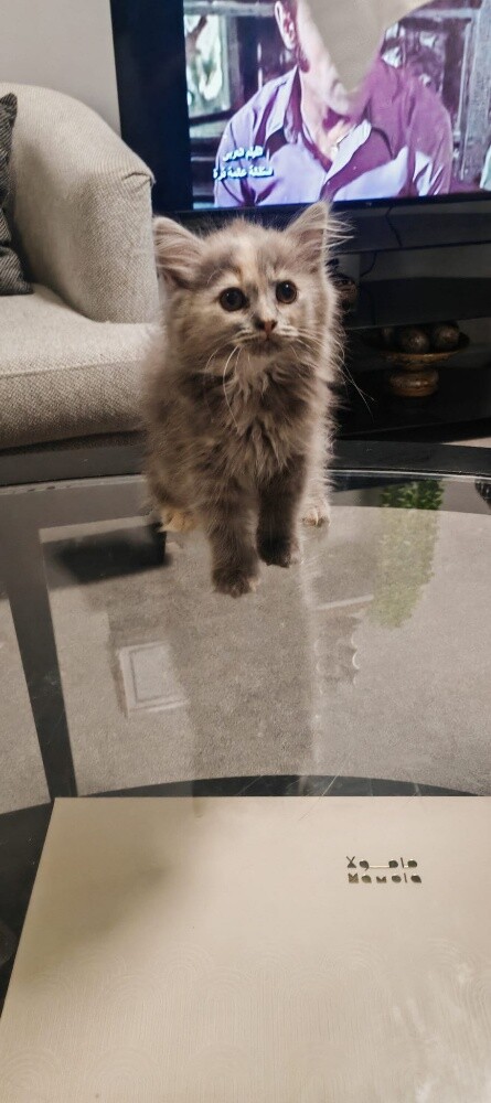 Persian cat for sale - 3
