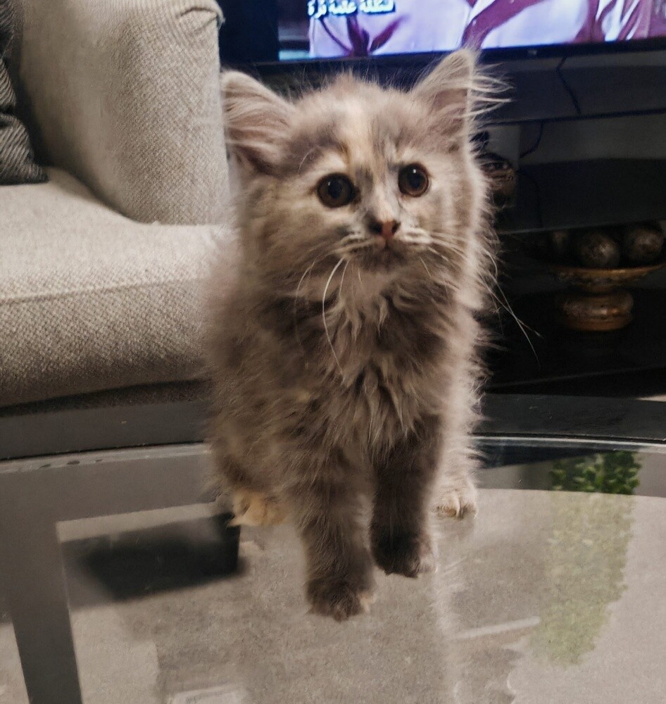 Persian cat for sale - 2
