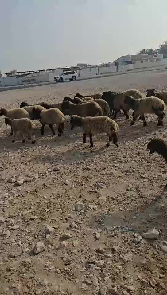 طليان ورخال - 1