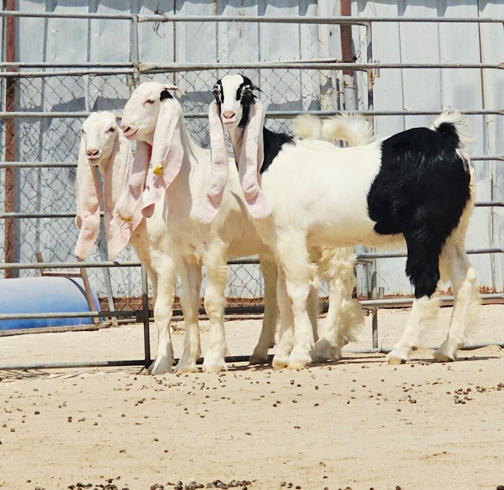 للبيع جمد مشاريك صنف فاخره - 2