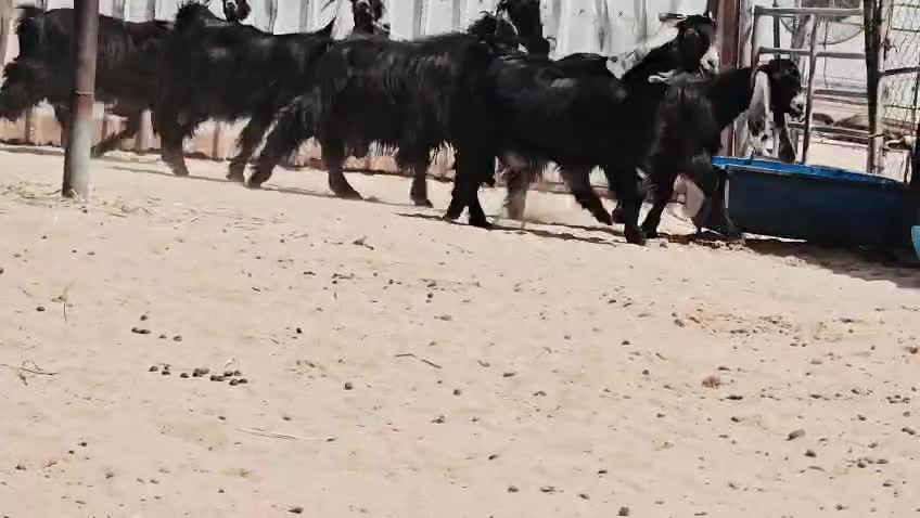 للبيع معزه عوارض سود صنف فاخره - 6