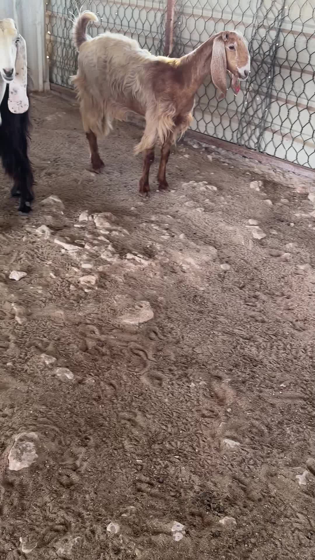 جمداته البيع - 1