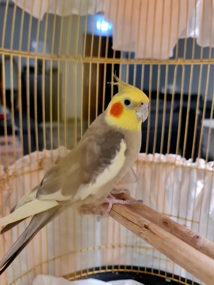 cockatiel - 1