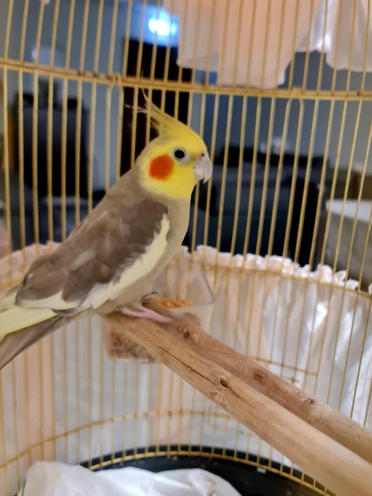 cockatiel - 2