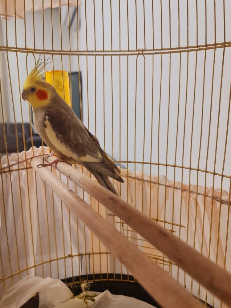 cockatiel - 3