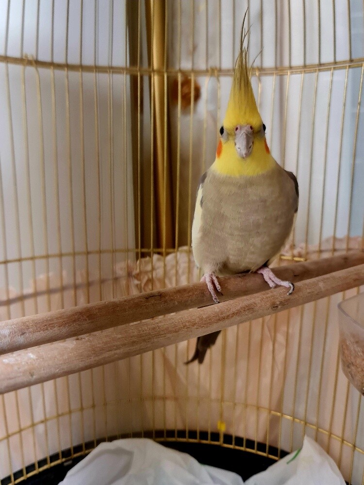 cockatiel - 4
