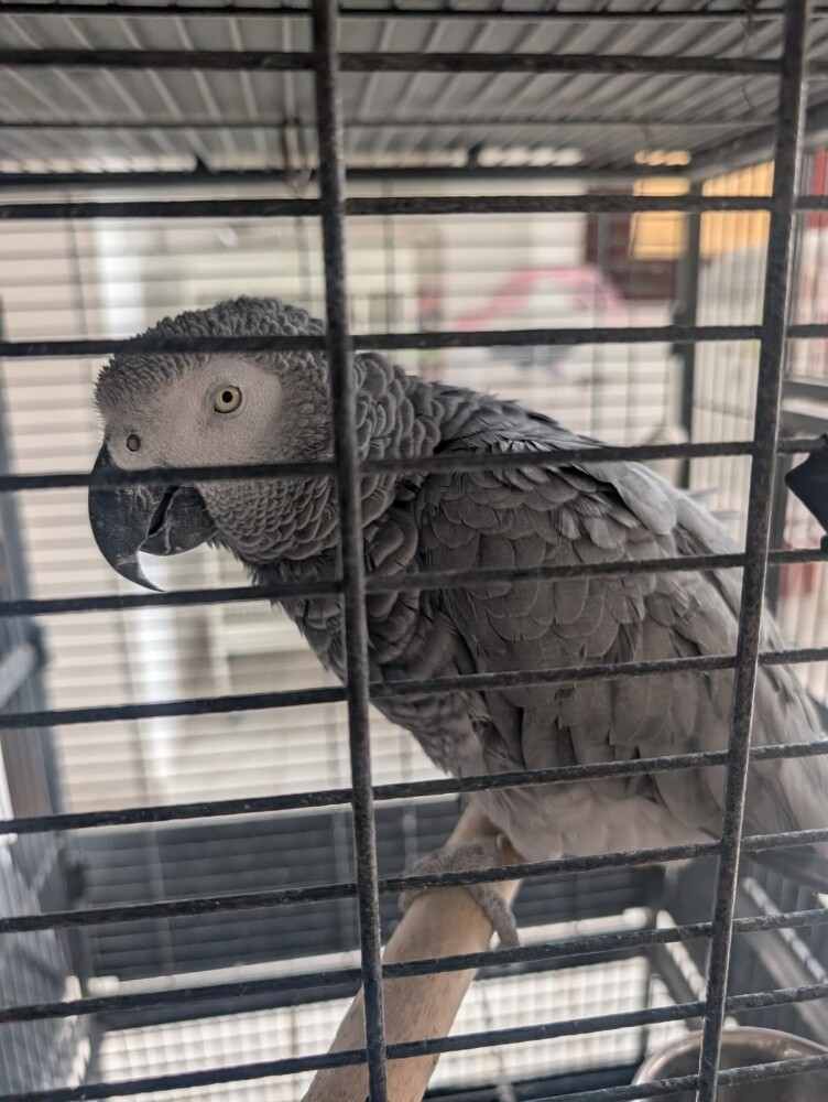 Gray parrot Mara - 1