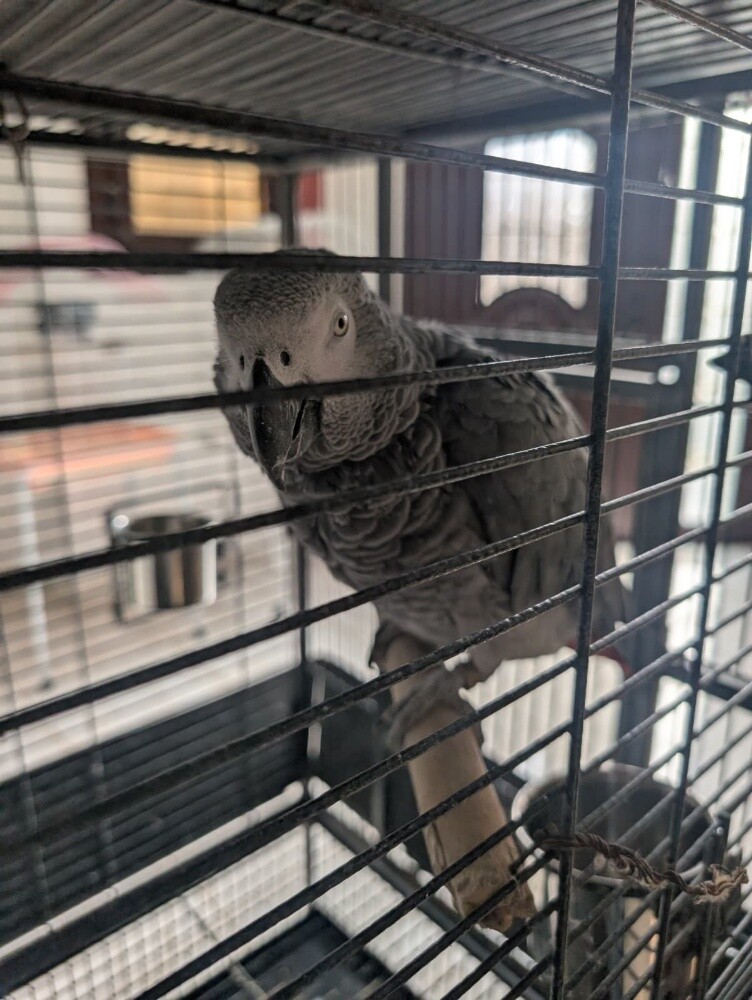 Gray parrot Mara - 2