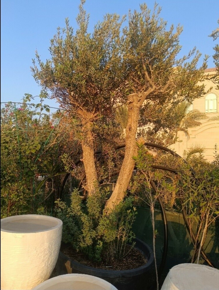 زيتون - 1