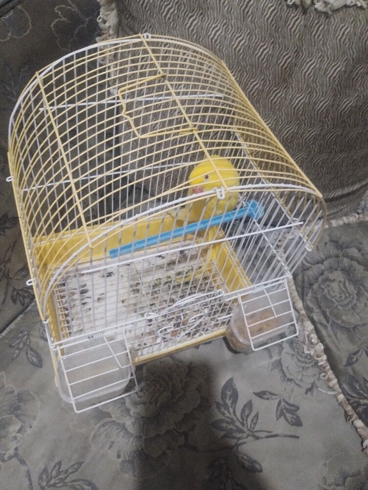 yellow Ring neck Breader Female - 3